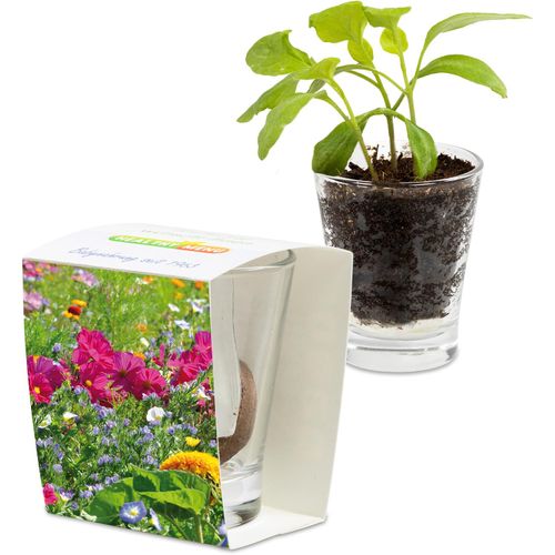 Caffeino-Glas mit Samen - Sommerblumenmischung (Art.-Nr. CA140927) - Echten Durchblick bis auf die Wurzel...