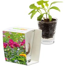Caffeino-Glas mit Samen - Sommerblumenmischung (individuell) (Art.-Nr. CA140927)