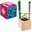 Pflanz-Holz Büro Star-Box mit Samen - Vergissmeinnicht, 1 Seite gelasert (individuell) (Art.-Nr. CA144081)