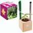Pflanz-Holz Büro Star-Box mit Samen - Kräutermischung (individuell) (Art.-Nr. CA163196)
