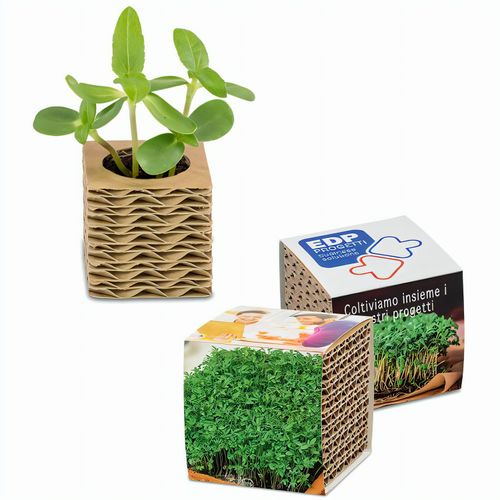 Wellkarton-Pflanzwürfel Mini mit Samen - Gartenkresse (Art.-Nr. CA166082) - Die grünen Pflänzchen dürfen nun ab i...