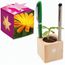 Pflanz-Holz Büro Star-Box mit Samen - Ringelblume, 2 Seiten gelasert (individuell) (Art.-Nr. CA202514)
