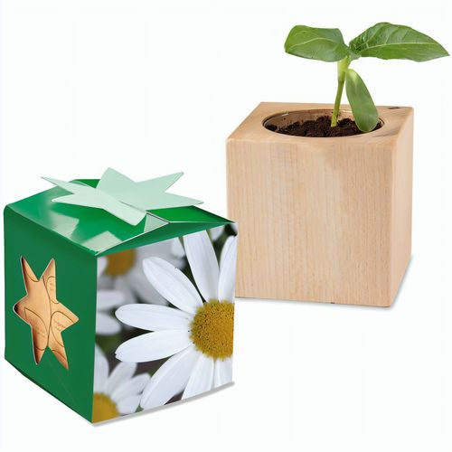 Pflanz-Holz Star-Box mit Samen - Margerite, 2 Seiten gelasert (Art.-Nr. CA216674) - Der Würfel aus hellem, europäisch...