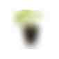 Caffeino-Glas mit Samen - Margerite (Art.-Nr. CA252977) - Echten Durchblick bis auf die Wurzel...