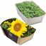 Pflanz-Schale mit Samen - Sonnenblume (individuell) (Art.-Nr. CA260502)