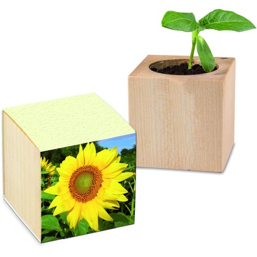 Pflanz-Holz mit Samen (Graspapier-Banderole) - Sonnenblume, 2 Seiten gelasert (Art.-Nr. CA273343) - Der Würfel aus hellem europäischem Hol...