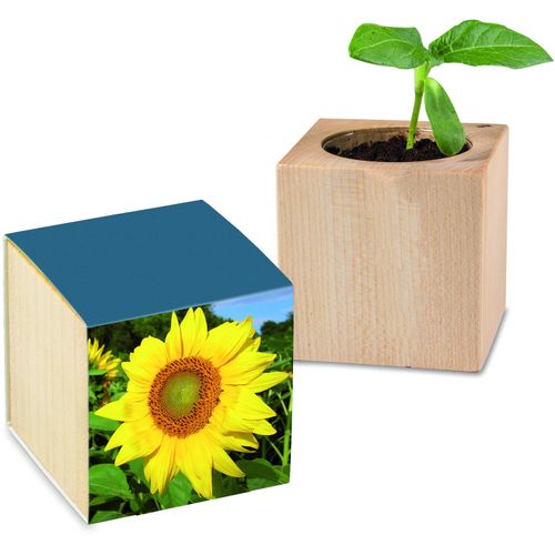 Pflanz-Holz mit Samen - Sonnenblume, 2 Seiten gelasert (Art.-Nr. CA383186) - Der Würfel aus hellem europäischem Hol...