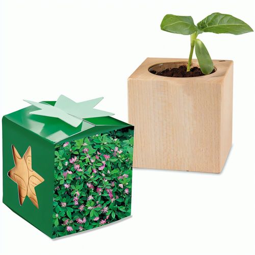 Pflanz-Holz Star-Box mit Samen - Persischer Klee, 2 Seiten gelasert (Art.-Nr. CA387272) - Der Würfel aus hellem, europäisch...