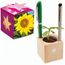 Pflanz-Holz Büro Star-Box mit Samen - Sonnenblume, 2 Seiten gelasert (individuell) (Art.-Nr. CA452870)