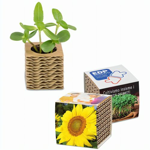 Wellkarton-Pflanzwürfel Mini mit Samen - Sonnenblume (Art.-Nr. CA455528) - Die grünen Pflänzchen dürfen nun ab i...