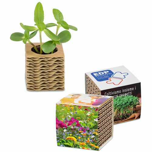 Wellkarton-Pflanzwürfel Mini mit Samen - Sommerblumenmischung (Art.-Nr. CA528577) - Die grünen Pflänzchen dürfen nun ab i...