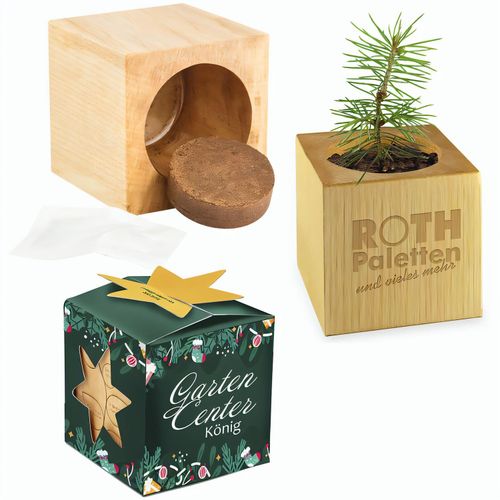 Pflanz-Holz Maxi Star-Box mit Samen - Fichte, 1 Seite gelasert (Art.-Nr. CA531329) - Der Würfel aus hellem, europäisch...