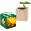 Pflanz-Holz Star-Box mit Samen - Ringelblume, 1 Seite gelasert (individuell) (Art.-Nr. CA545905)