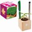 Pflanz-Holz Büro Star-Box mit Samen - Gartenkresse (individuell) (Art.-Nr. CA626239)
