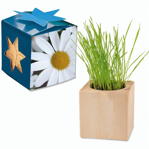 Pflanz-Holz Maxi Star-Box mit Samen - Margerite (Art.-Nr. CA727930) - Der Würfel aus hellem, europäisch...