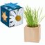 Pflanz-Holz Maxi Star-Box mit Samen - Margerite (individuell) (Art.-Nr. CA727930)