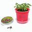 Florero-Töpfchen mit Samen - rot - Sommerblumenmischung (Art.-Nr. CA733668)