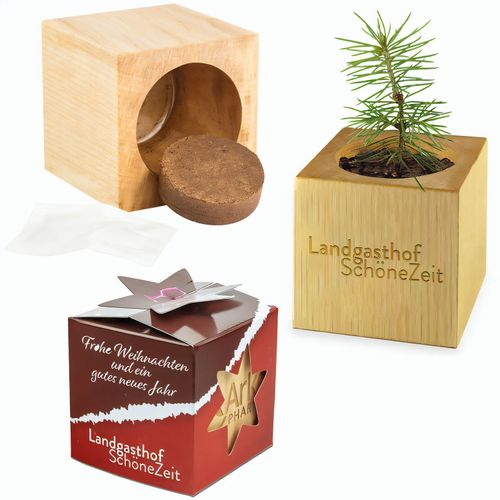 Pflanz-Holz Star-Box mit Samen - Fichte (Art.-Nr. CA737658) - Der Würfel aus hellem, europäisch...