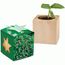 Pflanz-Holz Star-Box mit Samen - Persischer Klee (individuell) (Art.-Nr. CA746470)