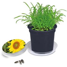 Florero-Töpfchen mit Samen - schwarz - Sonnenblume (Schwarz) (Art.-Nr. CA768754)
