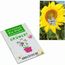 Samen-Karte-Mini Blume - Sonnenblume (individuell) (Art.-Nr. CA782947)