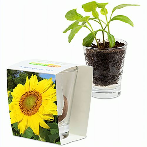 Caffeino-Glas mit Samen - Sonnenblume (Art.-Nr. CA822679) - Echten Durchblick bis auf die Wurzel...