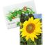 Samentütchen Mini - Standardpapier - Sonnenblumen (individuell) (Art.-Nr. CA841837)