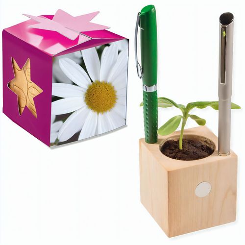 Pflanz-Holz Büro Star-Box mit Samen - Margerite, 1 Seite gelasert (Art.-Nr. CA870024) - Der Würfel aus hellem, europäisch...