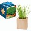 Pflanz-Holz Maxi Star-Box mit Samen - Gartenkresse, 1 Seite gelasert (individuell) (Art.-Nr. CA913578)