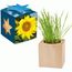 Pflanz-Holz Maxi Star-Box mit Samen - Sonnenblume (individuell) (Art.-Nr. CA916906)