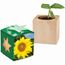 Pflanz-Holz Star-Box mit Samen - Sonnenblume, 2 Seiten gelasert (individuell) (Art.-Nr. CA922450)