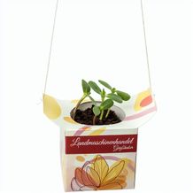 Blumenampel - Persischer Klee (individuell) (Art.-Nr. CA930425)
