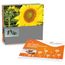 Samen-Karte - Sonnenblume (individuell) (Art.-Nr. CA940536)