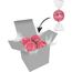 Color Lindor Box (rosa) (Art.-Nr. CA222456)