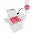 Color Lindor Box (rosa) (Art.-Nr. CA405523)