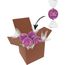 Color Lindor Box (lila) (Art.-Nr. CA429845)
