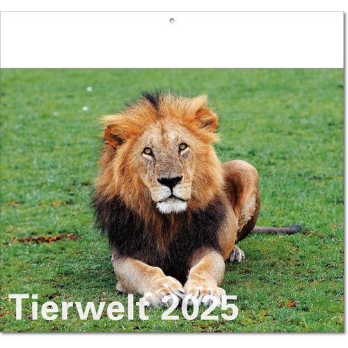 Kalender "Tierwelt" im Format 30 x 28 cm, mit Fälzel (Art.-Nr. CA429639) - Wagen Sie den Blick in die Tierwelt!...