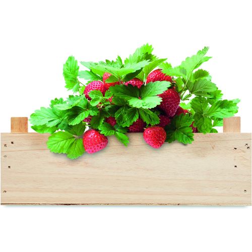 Saat-Set Erdbeere STRAWBERRY (Art.-Nr. CA147899) - Saat-Set für Erdbeeren inklusive Samen,...