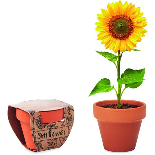 Terracotta-Topf Sonnenblume SUNFLOWER (Art.-Nr. CA429069) - Züchten Sie Ihre eigenen schönen Blume...