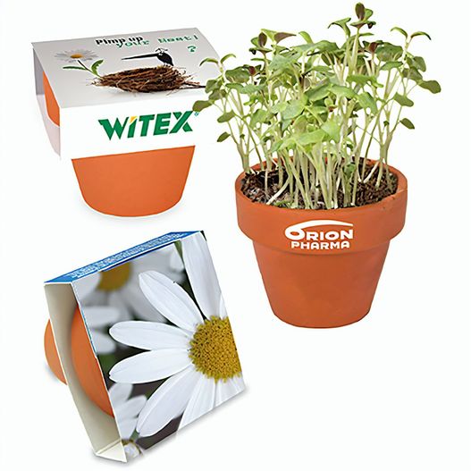 Logo-Töpfchen Banderole mit Samen - Margerite (Bild 1)