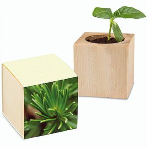 Pflanz-Holz mit Samen (Graspapier-Banderole) - Fichte
