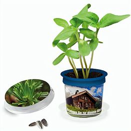 Produktabbildung Florero-Töpfchen mit Samen - blau - Fichte Florero-Töpfchen mit Samen - blau - Fichte