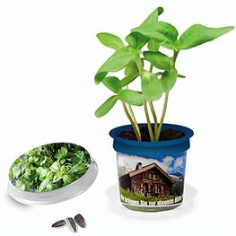 Florero-Töpfchen mit Samen - blau - Kräutermischung