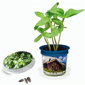 Florero-Töpfchen mit Samen - blau - Kräutermischung