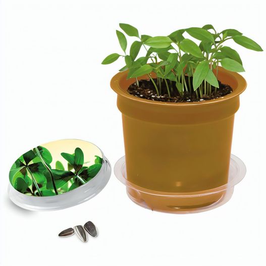 Florero-Töpfchen mit Samen - gold - Glücksklee-Zwiebel (* Je nach Verfügbarkeit der Glücksklee-Zwiebeln) (Bild 1)