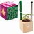 Pflanz-Holz Büro Star-Box mit Samen - Persischer Klee (Bild 1)