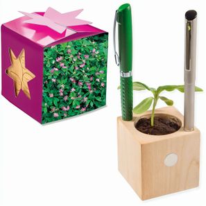 Pflanz-Holz Büro Star-Box mit Samen - Persischer Klee