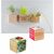 Pflanz-Holz Magnet mit Samen - Thymian (Bild 3)