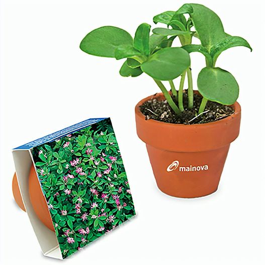 Logo-Topf mit Samen - teracotta - Persischer Klee (Bild 1)