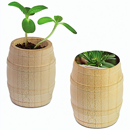 Pflanz-Fässchen mit Samen - Fichte (Bild 1)